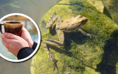 Wetland Coffee Break: Blanchard’s cricket frog (Acris blanchardi) spring movement ecology in Wisconsin