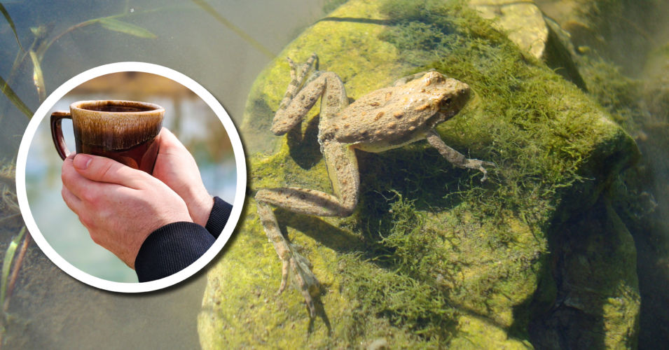 Wetland Coffee Break: Blanchard’s cricket frog (Acris blanchardi) spring movement ecology in Wisconsin