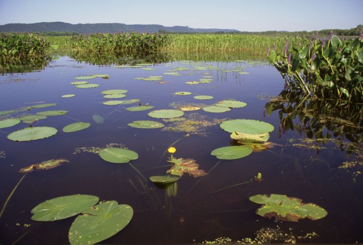 Lily pads float on still blue in the foreground with other wetland plants and river bluffs in the background.