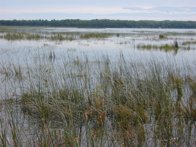 wetland vegetation grows in an open water marsh