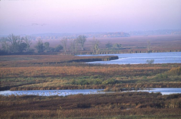 waterfowl fly in through purplish hazy skies above into a cattail marsh below