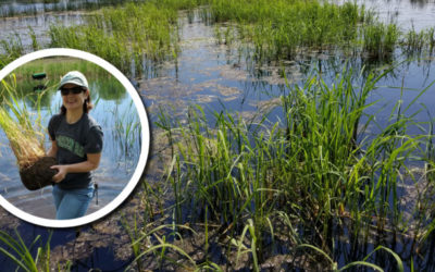 Wetland Coffee Break: Restoring wild rice in Green Bay west shore coastal wetlands