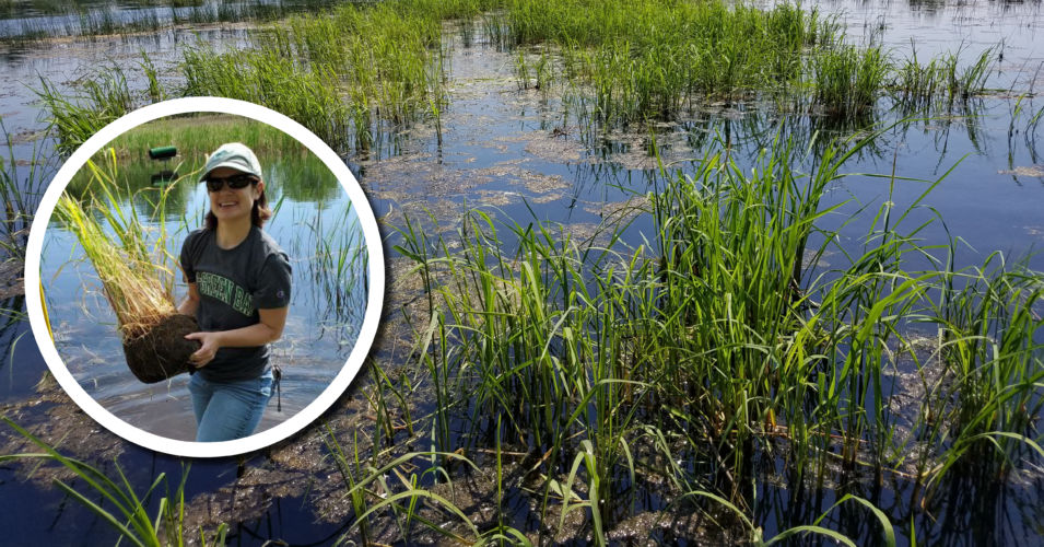 Wetland Coffee Break: Restoring wild rice in Green Bay west shore coastal wetlands