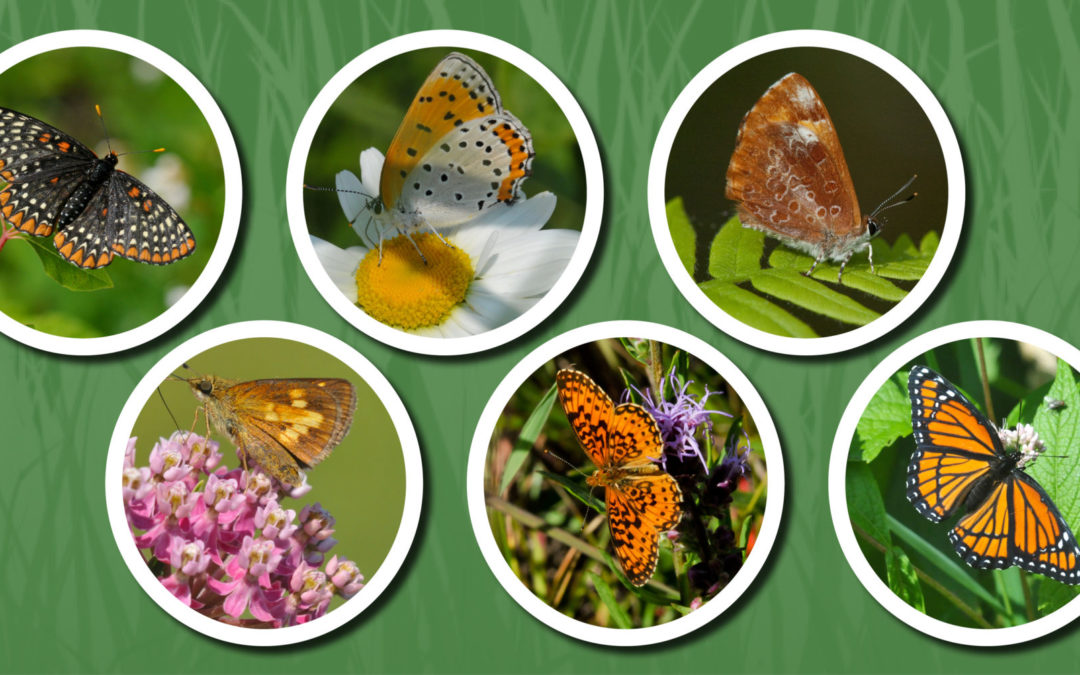 6 small photos of 6 different butterflies.