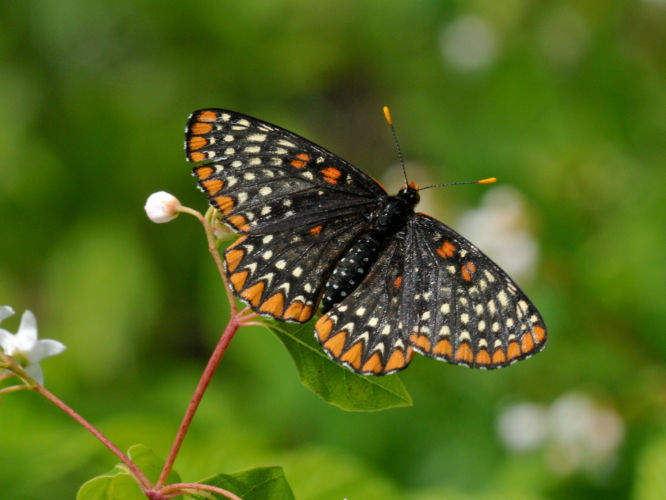 Photo of a Baltimore Checkerspot butterfly.