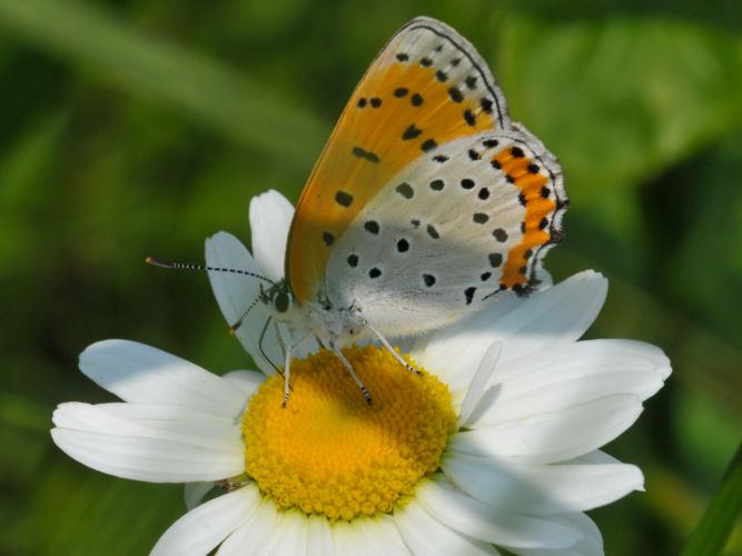 Photo of a Bronze Copper butterfly.