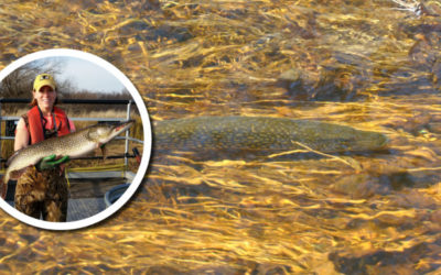 Wetland Coffee Break: Northern pike life history along Green Bay’s west shore