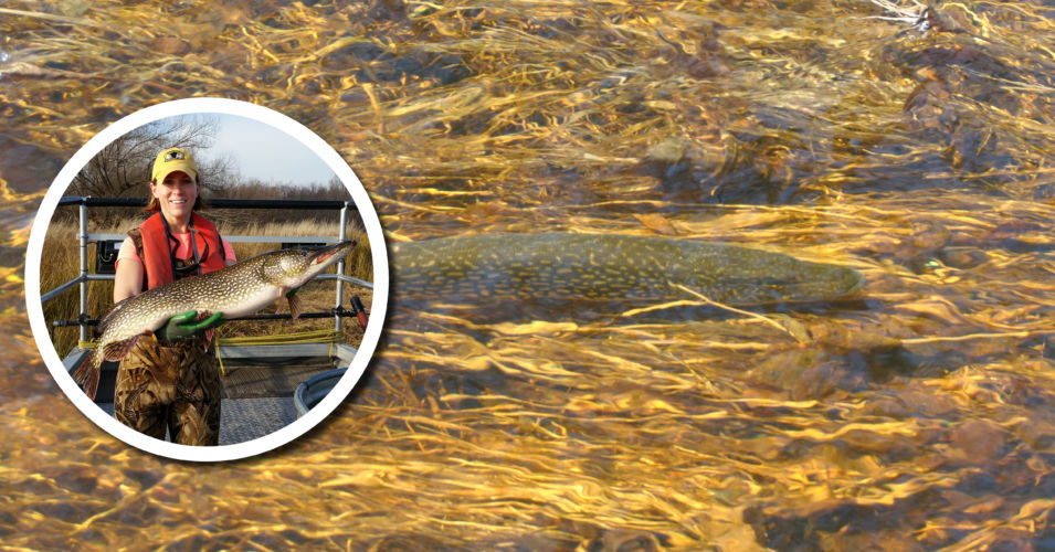 Wetland Coffee Break: Northern pike life history along Green Bay’s west shore