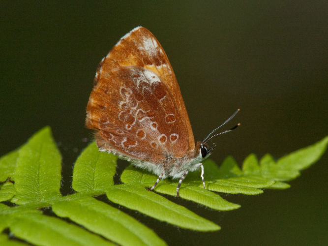 Photo of a Baltimore Checkerspot butterfly.