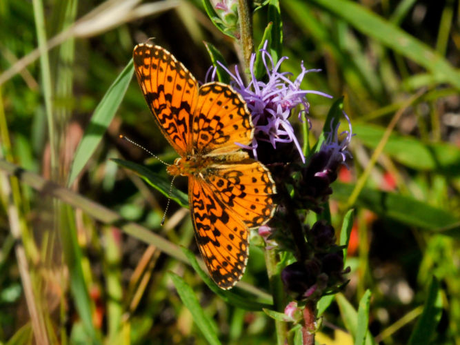 Photo of a Baltimore Checkerspot butterfly.