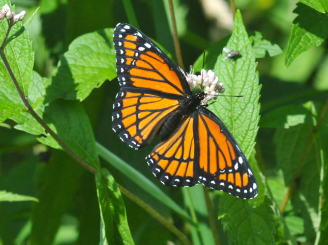 Photo of a Baltimore Checkerspot butterfly.