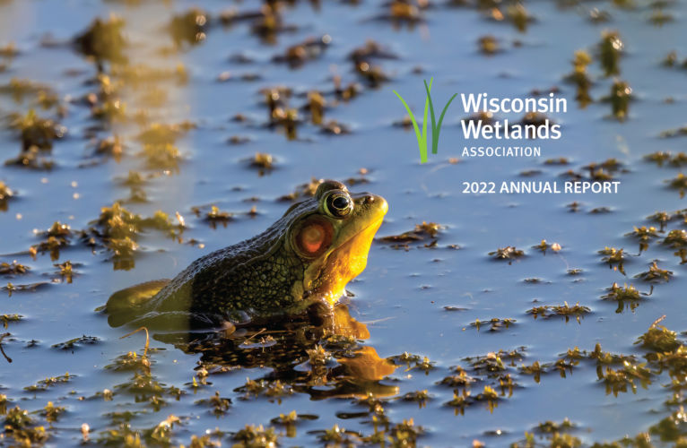 Cover of the 2022 Annual Report with a frog in water.