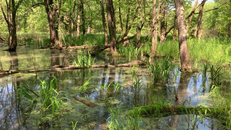 Lower Wisconsin River floodplain.