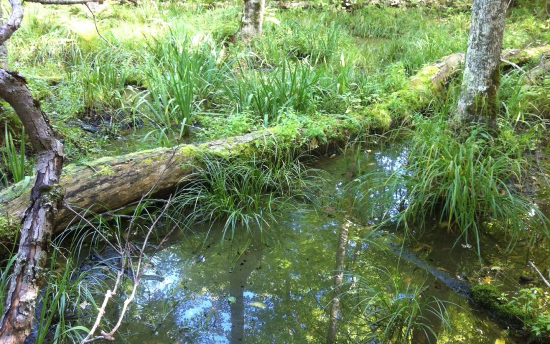 A fallen tree covered in moss lays across the shallow water of an ephemeral wetland, surronded by sedges.