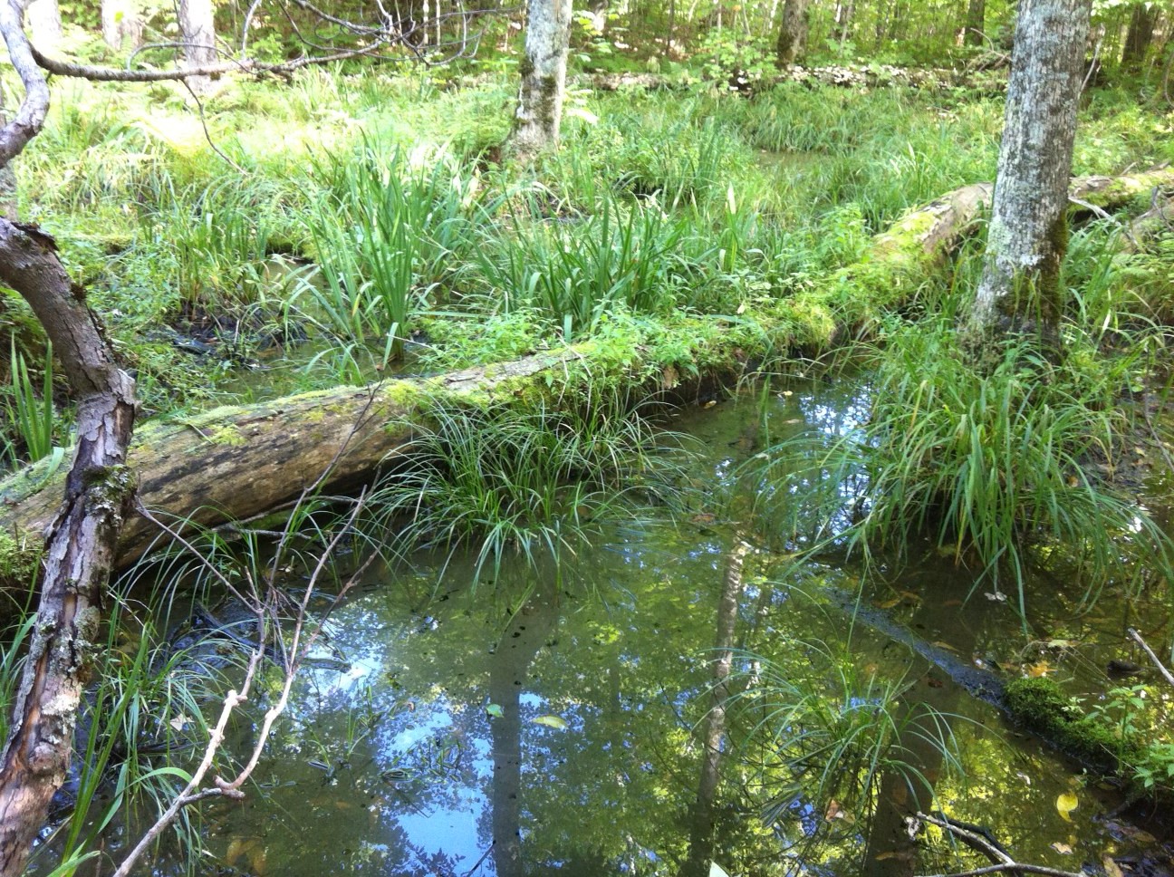 A fallen tree covered in moss lays across the shallow water of an ephemeral wetland, surronded by sedges.