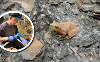 Wetland Coffee Break: The Wisconsin Frog & Toad Survey