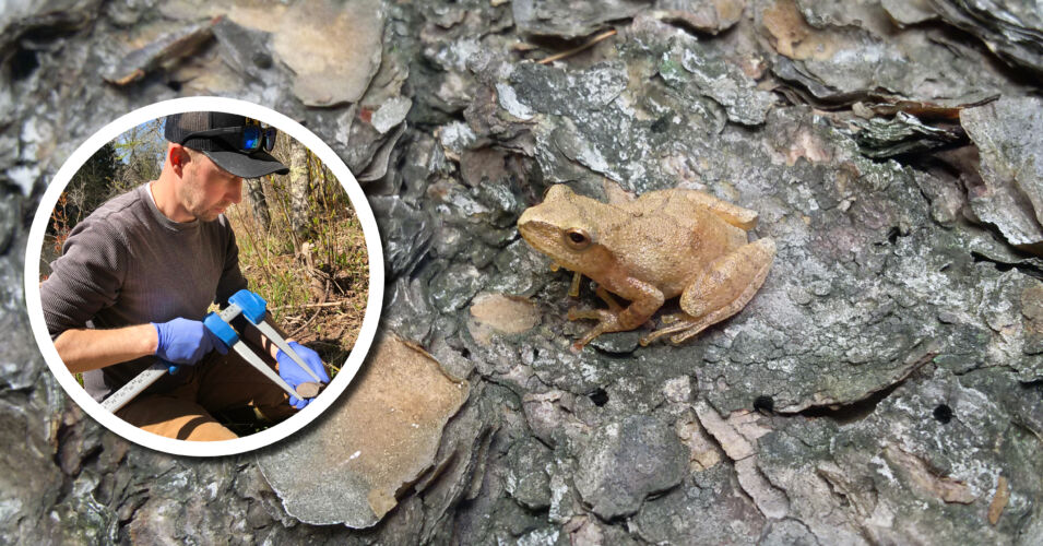 Wetland Coffee Break: The Wisconsin Frog & Toad Survey