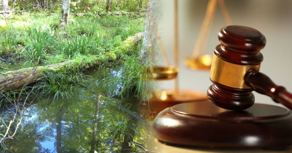 A circular photo of a pair of hands holding a coffee mug on top of two photos blended together: an ephemeral wetland with shallow water and lots of vegetation and a photo of a judges gavel with the scales of justice.