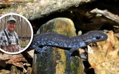 Wetland Coffee Break: All-female salamanders “rule” an ephemeral pond