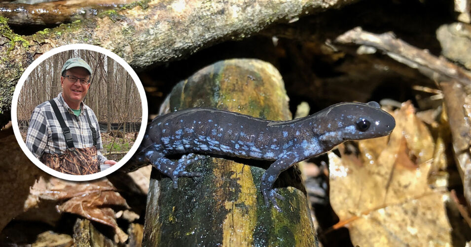 Wetland Coffee Break: All-female salamanders “rule” an ephemeral pond