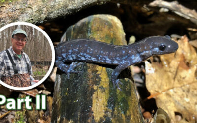 Wetland Coffee Break: Fascinating species frequenting ephemeral ponds