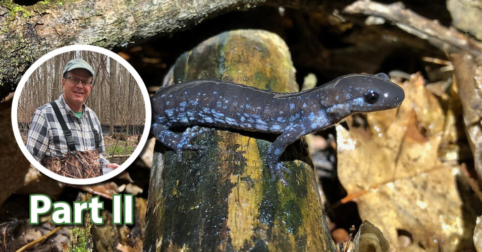 Wetland Coffee Break: Fascinating species frequenting ephemeral ponds