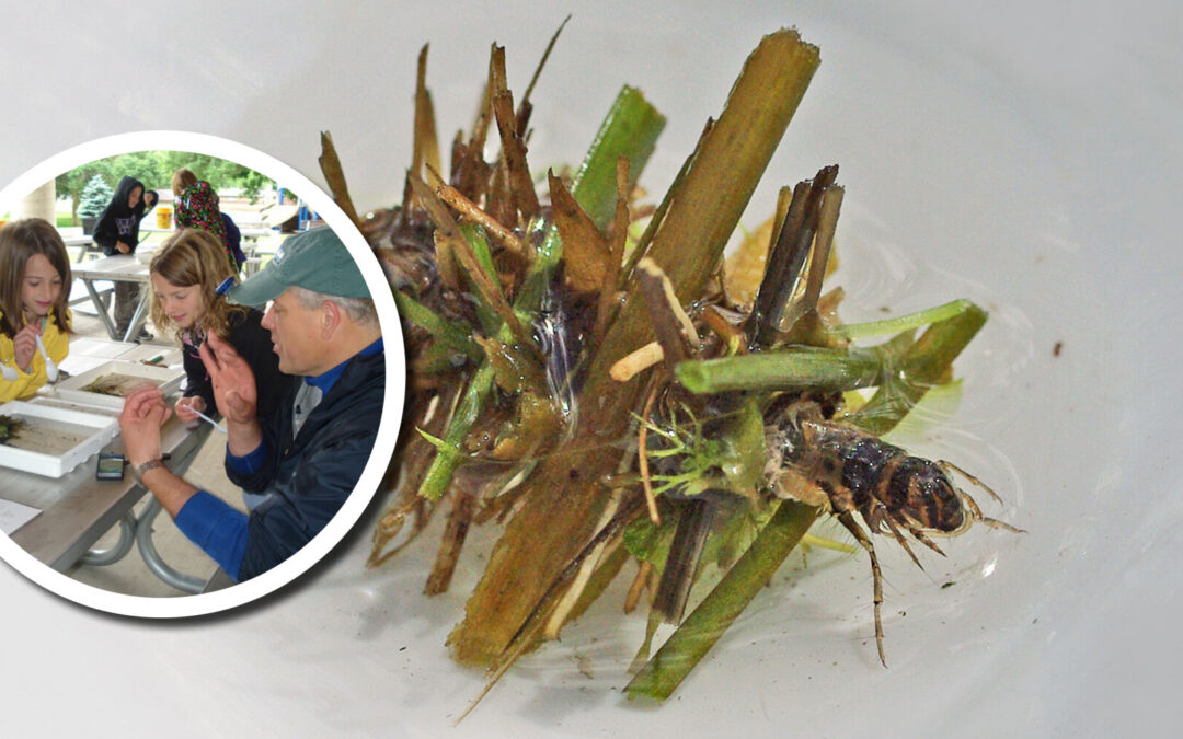 Wetland Coffee Break: It’s the little things that run the world