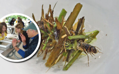 Wetland Coffee Break: It’s the little things that run the world