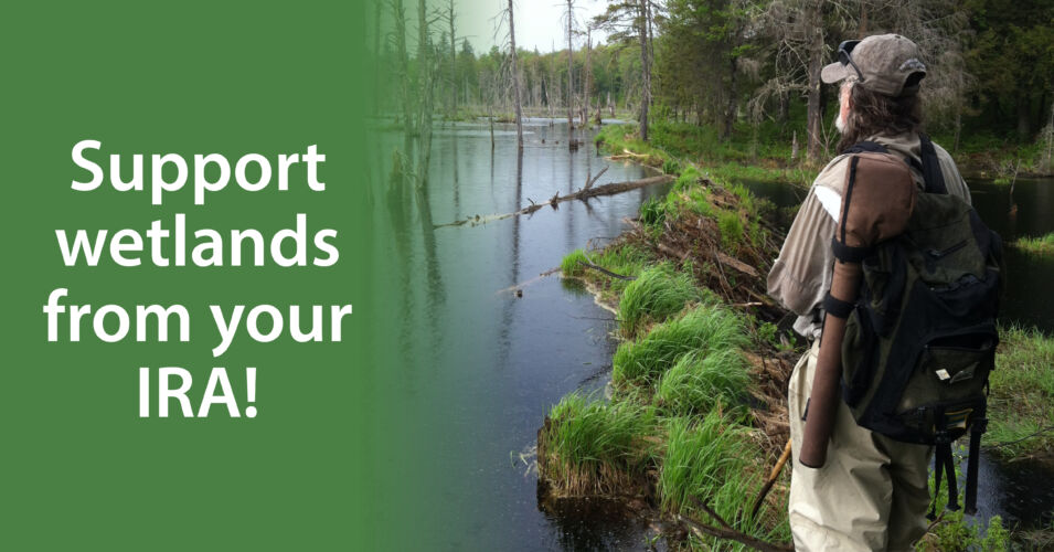 Make a gift from your IRA to support wetlands!