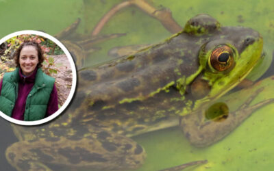 Wetland Coffee Break: Mink frog calling surveys