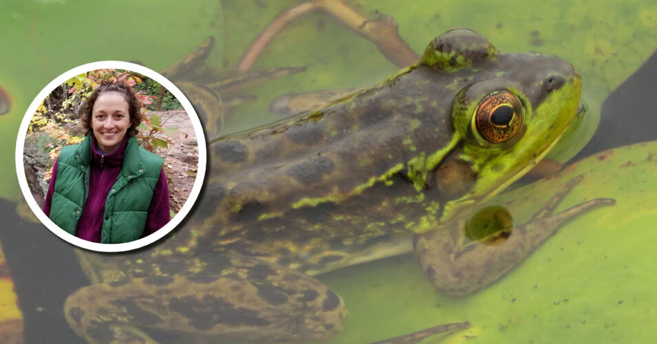 A photo of a mink frog and a photo of Rori Paloksi.