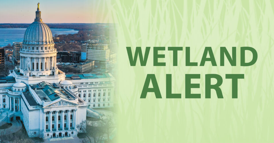 A photo of the Wisconsin State Capitol and the words Wetland Alert.