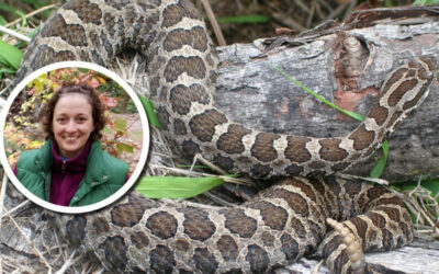 Wetland Coffee Break: The eastern massasauga: Wisconsin’s wetland rattlesnake