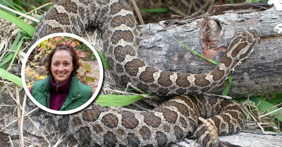 Wetland Coffee Break: The eastern massasauga: Wisconsin’s wetland rattlesnake