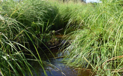 What are floodplains? Managing misconceptions about healthy flooding