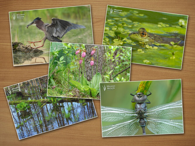 A collage of the five postcards included in the postcard packet, including a photo of a green heron, a photo of a lady slipper orchid, a photo of a frog submerged in vegetation and water, a photo of a swamp, and a photo of a dragonfly.