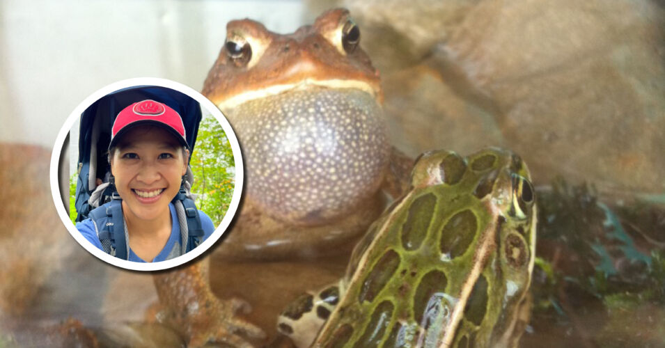 A photo of presenter Jessica Hua and two frogs.