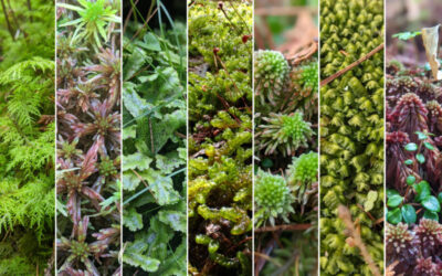 10 peatland bryophytes you should know