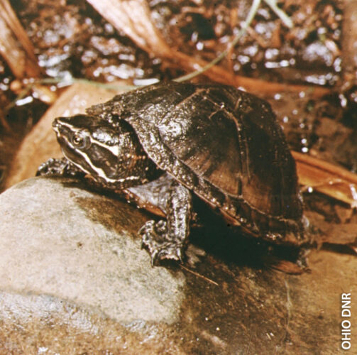 E Musk Turtle blog