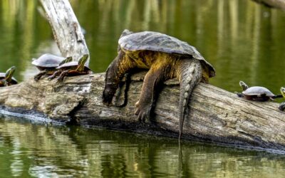 Turtles every Wisconsin wetland lover should know