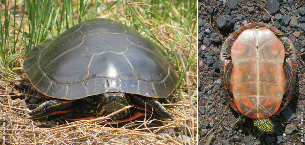 Painted turtle_blog Two photo of painted turtles: on the left, a photo of a painted turtle sitting amongst grass, on the right a photo of a turtle laying on it's back to display the 'plastron' or underbelly which is beautifully patterned and colorful.