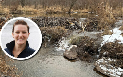 Wetland Coffee Break: Bioacoustic evidence that bats benefit from beaver ponds