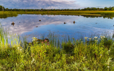 New Hydrologic Restoration General Permit available!