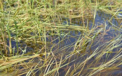 Manoomin/Wild Rice: The ecology and importance of a wetland treasure