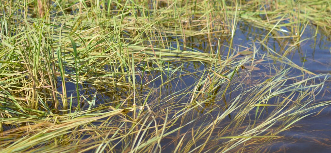 Manoomin Rice Manoomin/Wild Rice: The ecology and importance of a wetland treasure ...