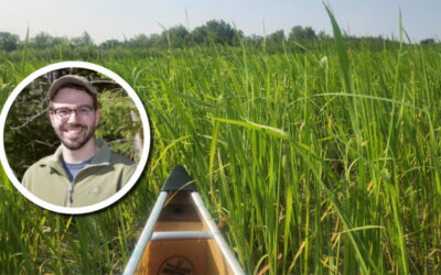 Makak Aabajitoon Ganawendang Manoomin: Guiding wild rice conservation with Anishinaabe worldview