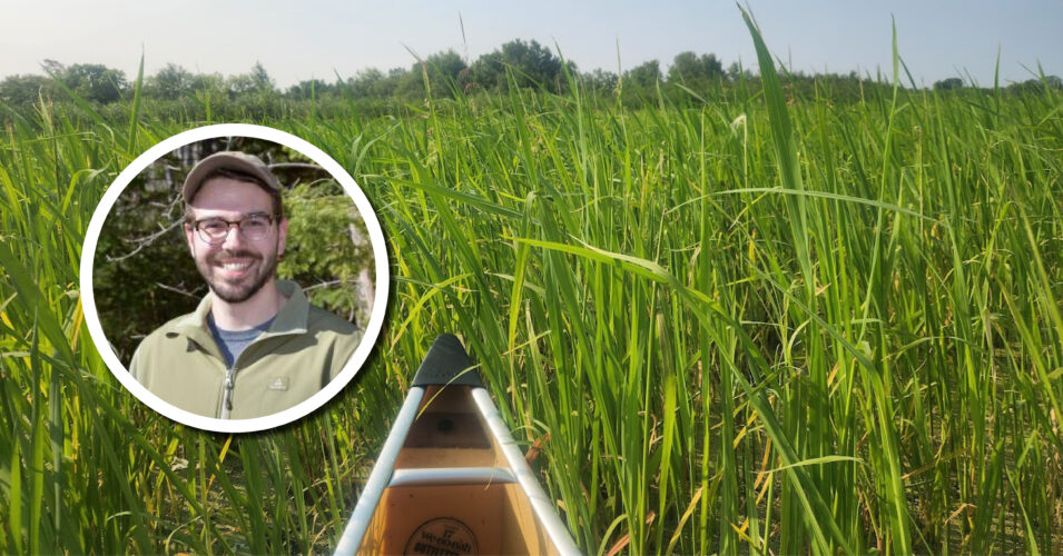 Makak Aabajitoon Ganawendang Manoomin: Guiding wild rice conservation with Anishinaabe worldview