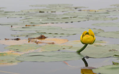 Water lilies and beyond