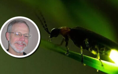 Wetland Coffee Break: Taxonomy, natural history, and conservation of Wisconsin fireflies