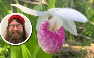 Wetland Coffee Break: Investigating the relationship between showy ladyslipper and European skipper butterflies